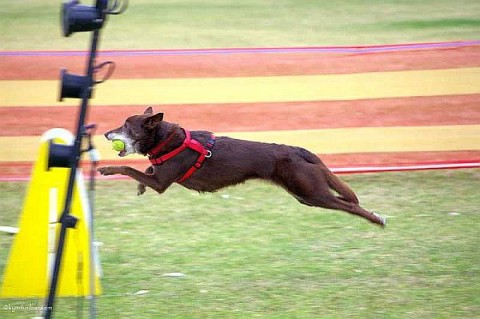 Flyball action captured forever