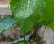 How to take photo of a raindrop?